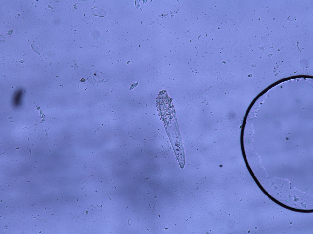 Adulto de Demodex sp.